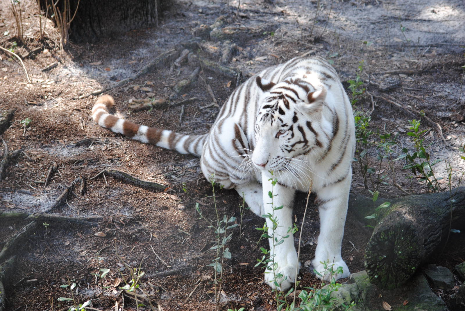 White Tiger