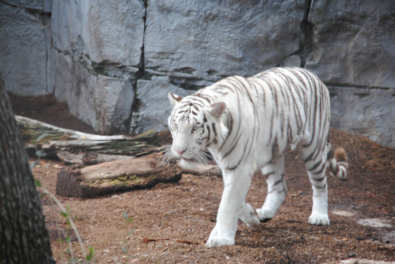 White Tiger