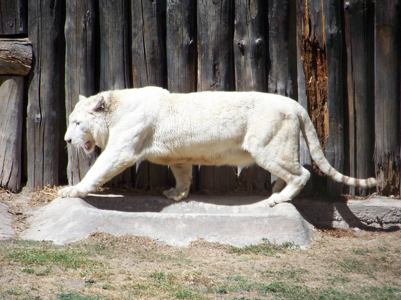 White Tiger