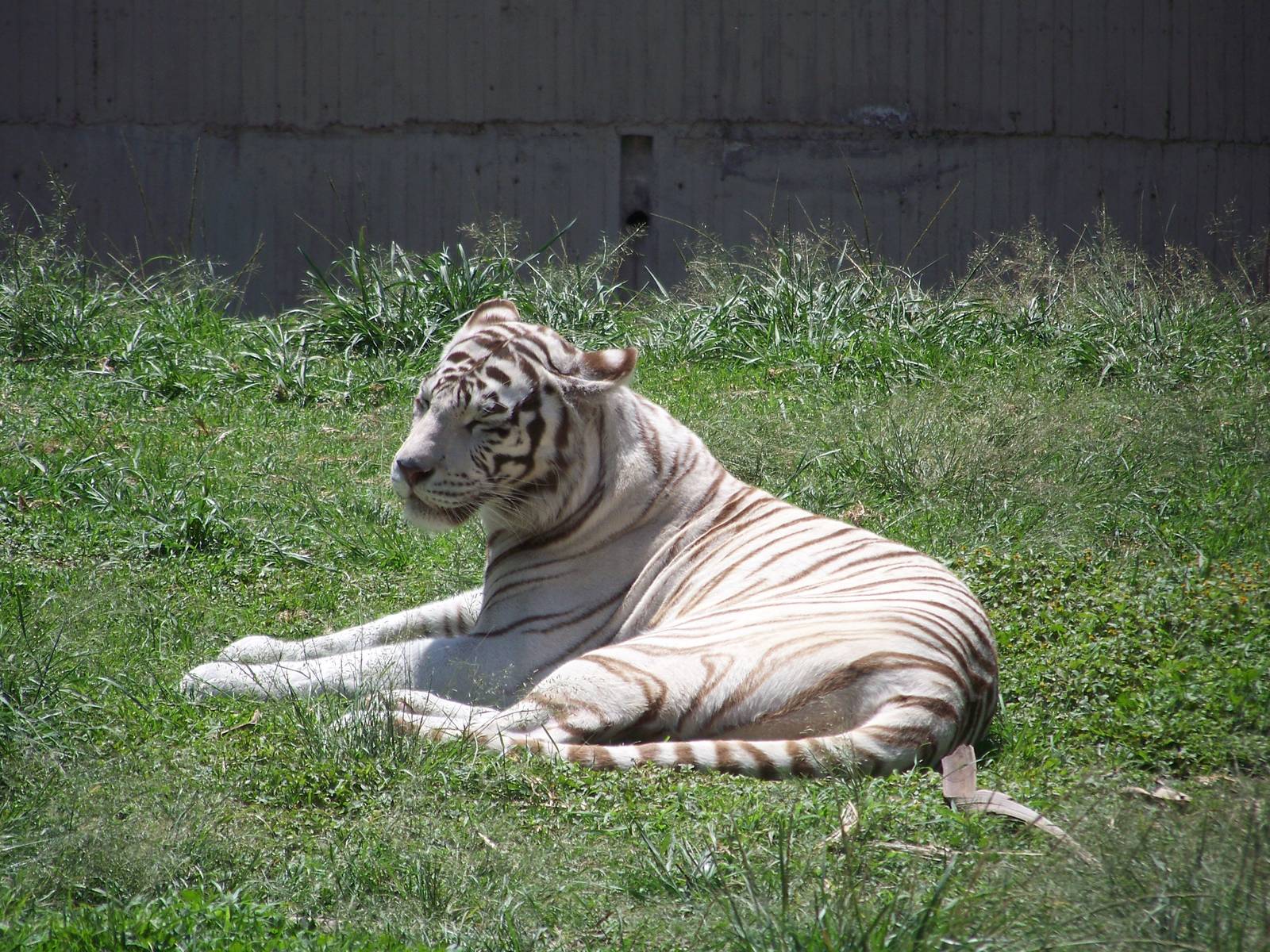 White Tiger