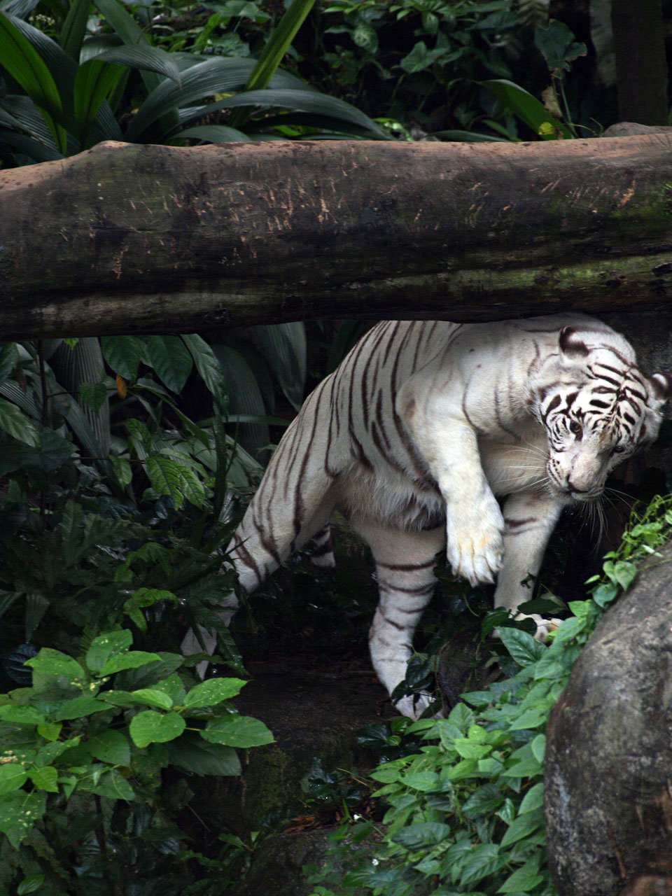 White tiger