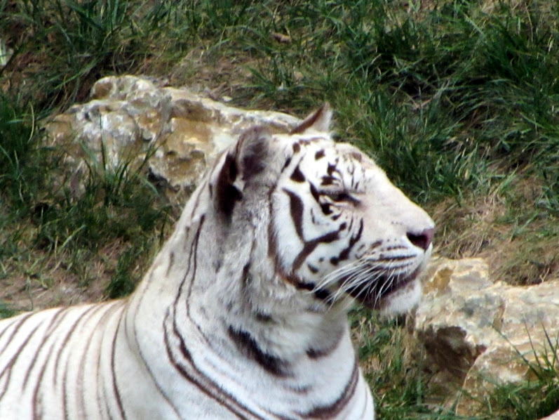 White Tiger