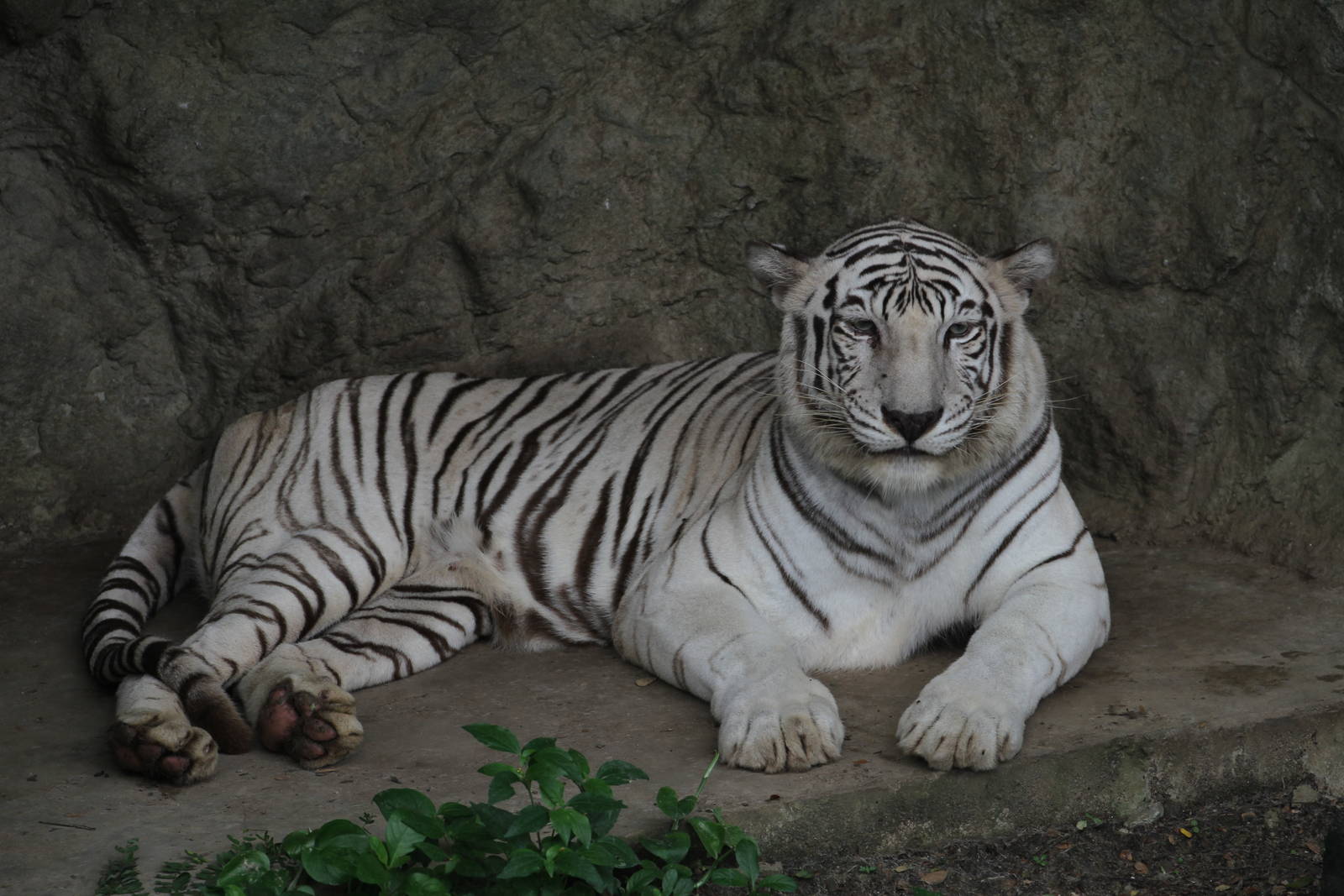 White Tiger
