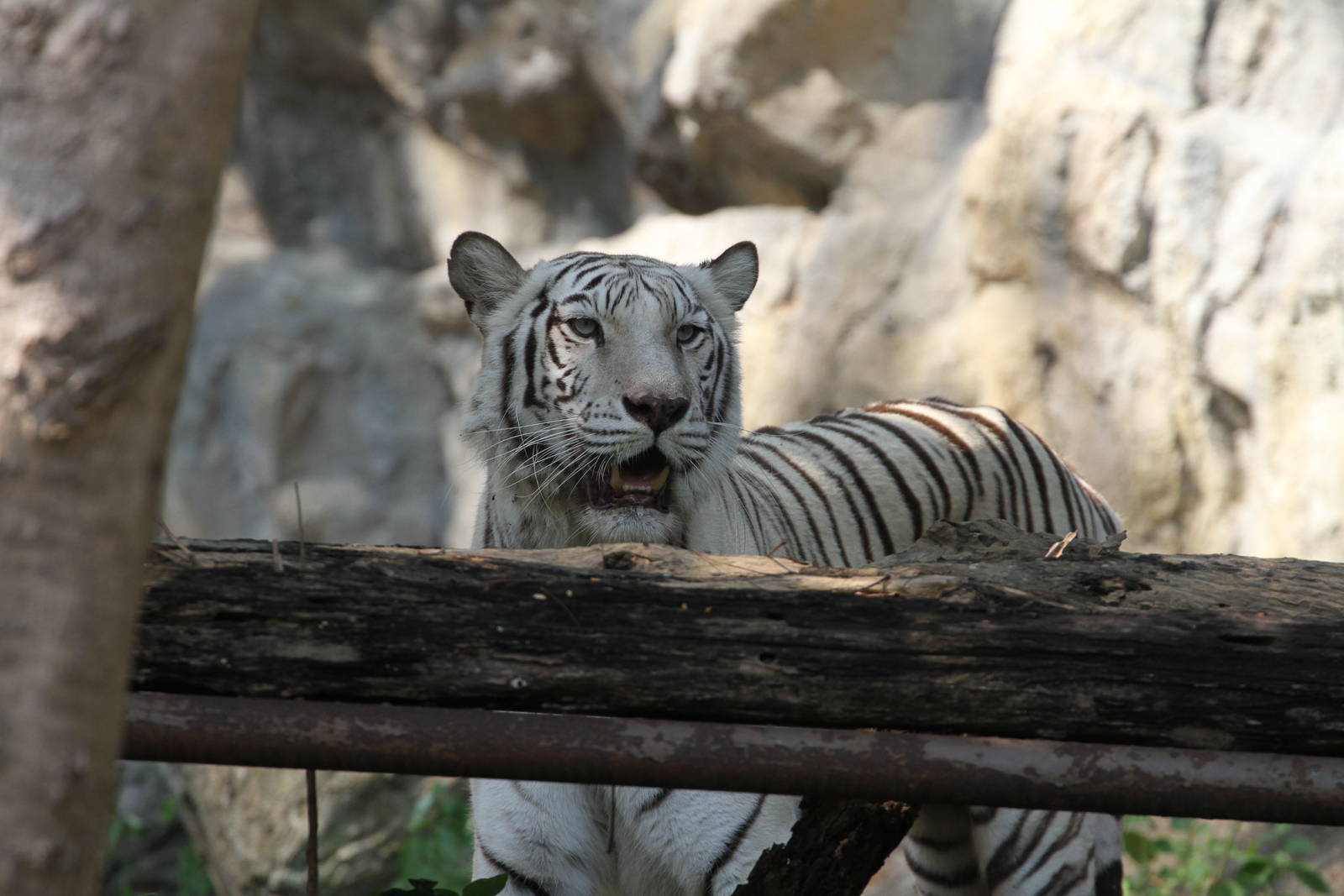 White Tiger