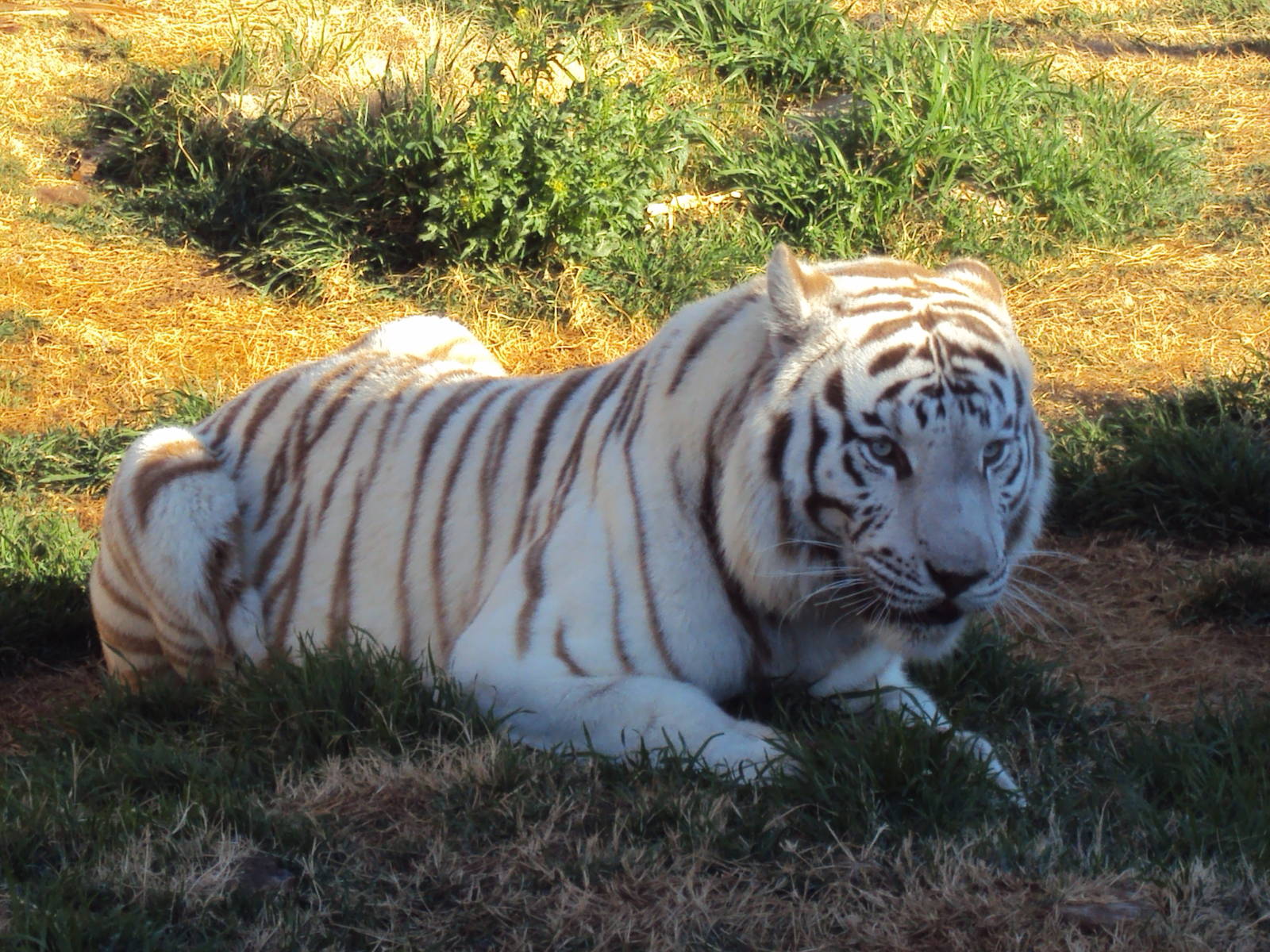 White Tiger