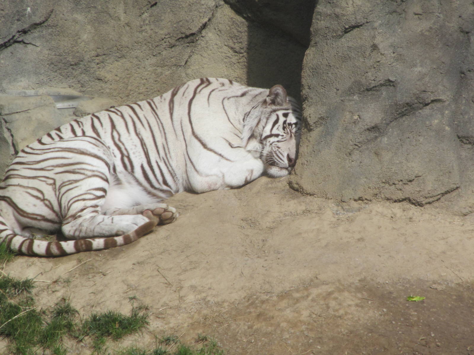 White Tiger