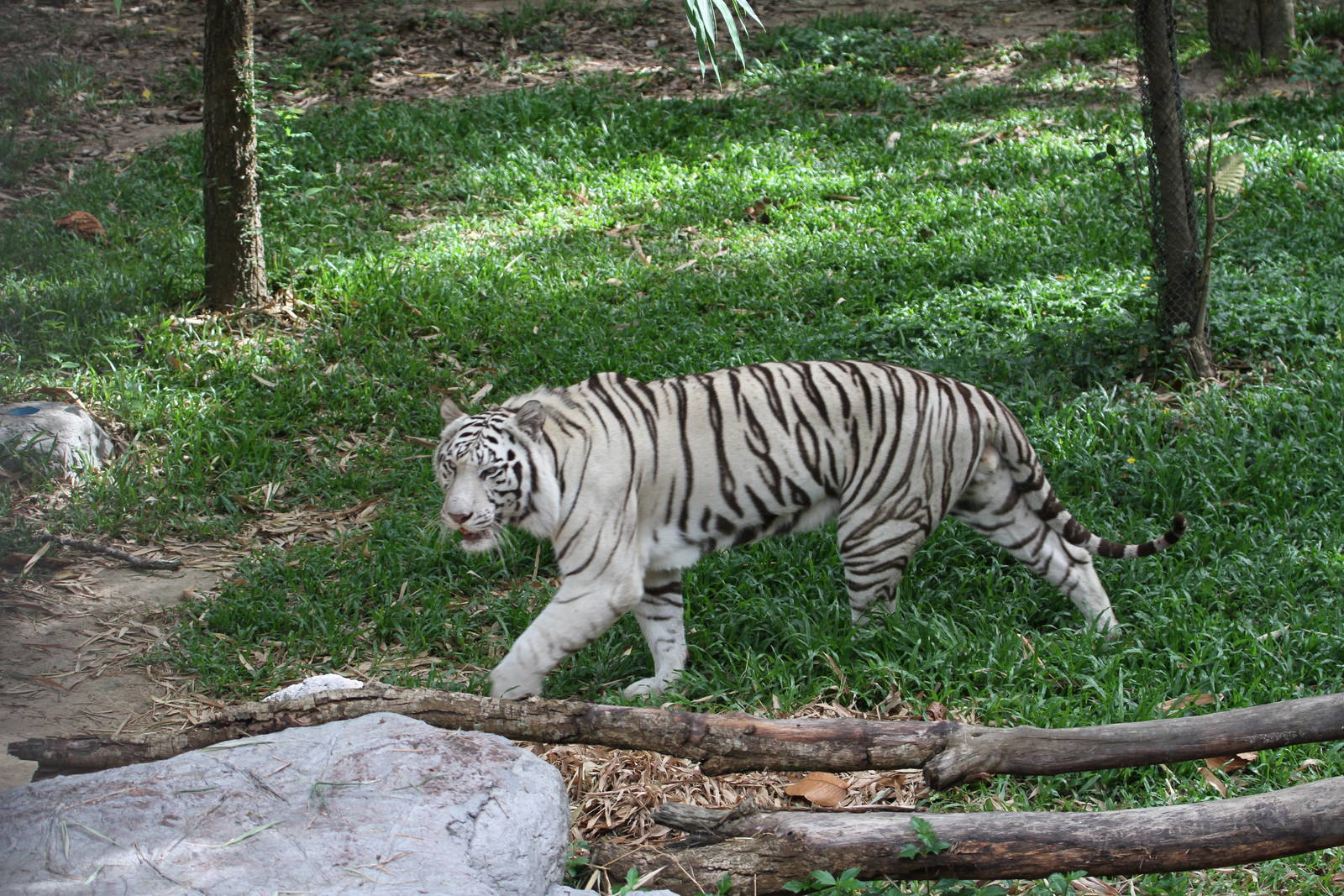 White Tiger