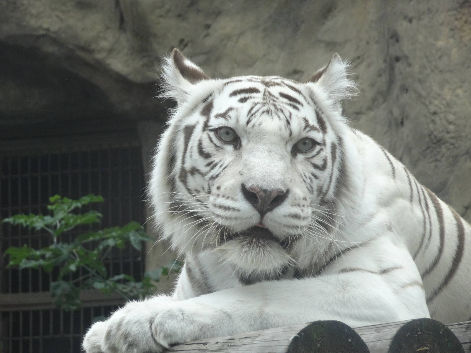 White tiger
