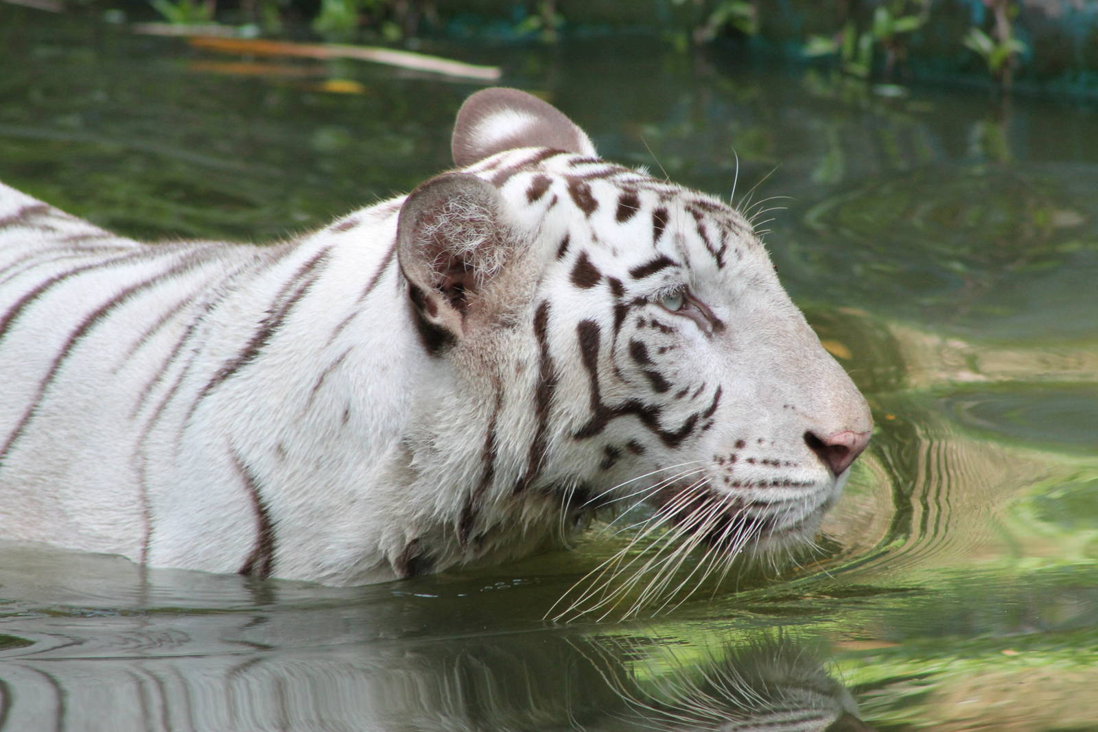 white tiger