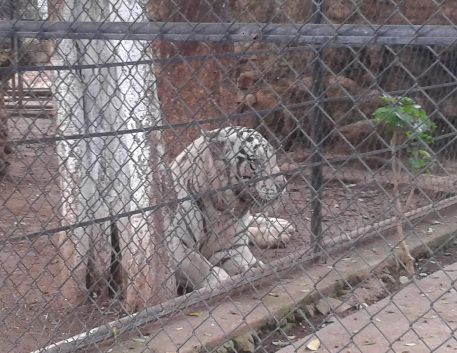 White tiger