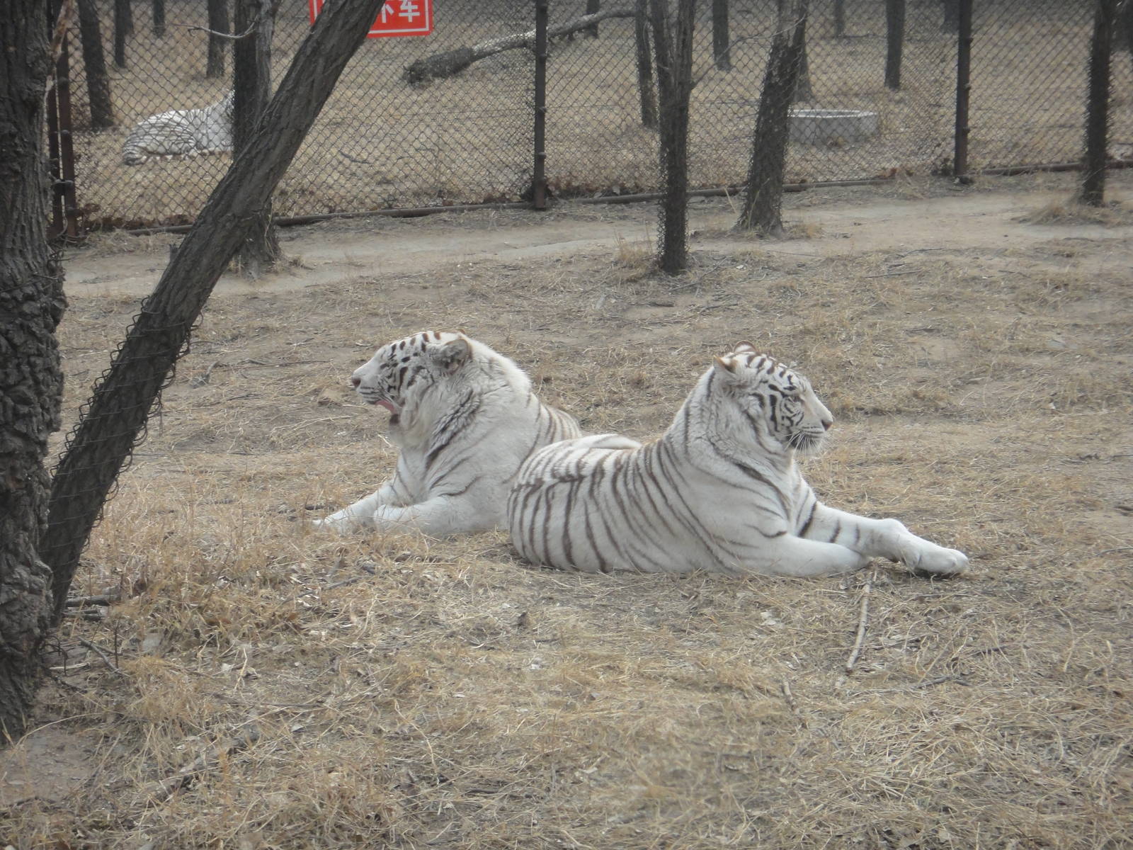 White tiger
