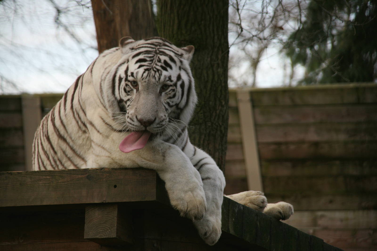 White tiger