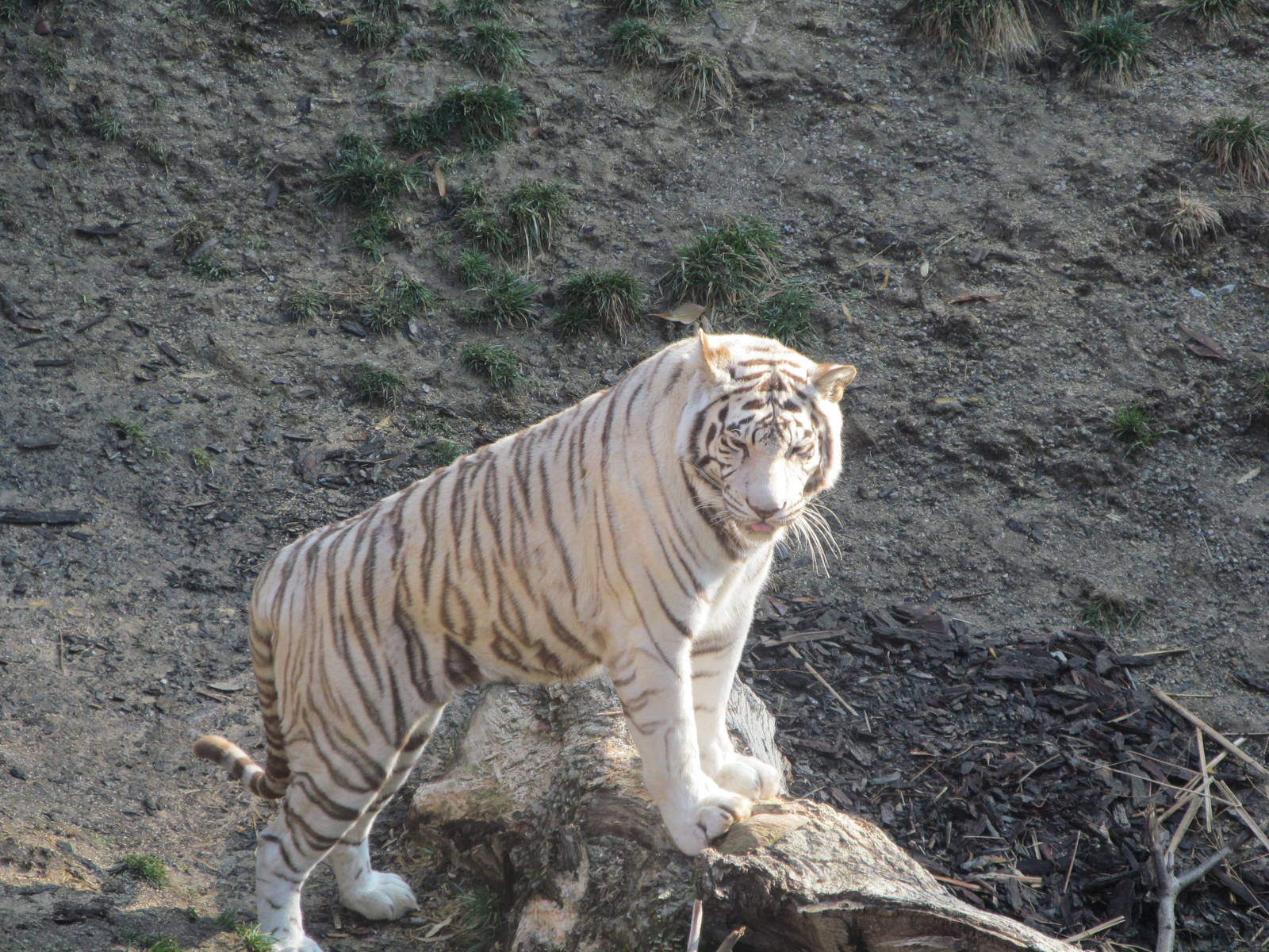 White Tiger