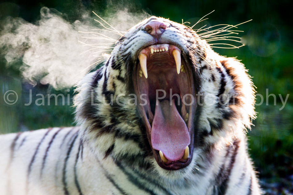 White Tiger