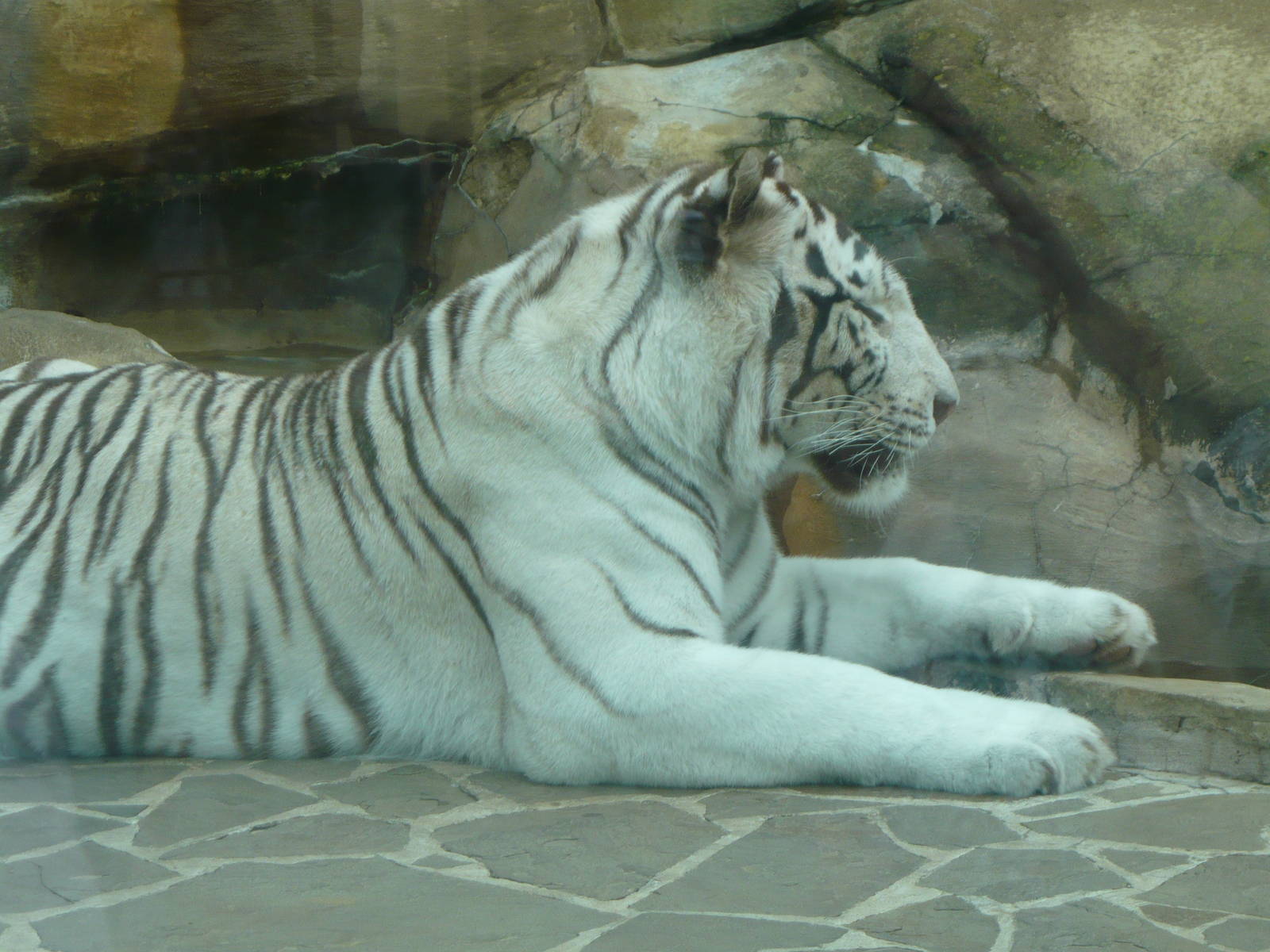 White tiger