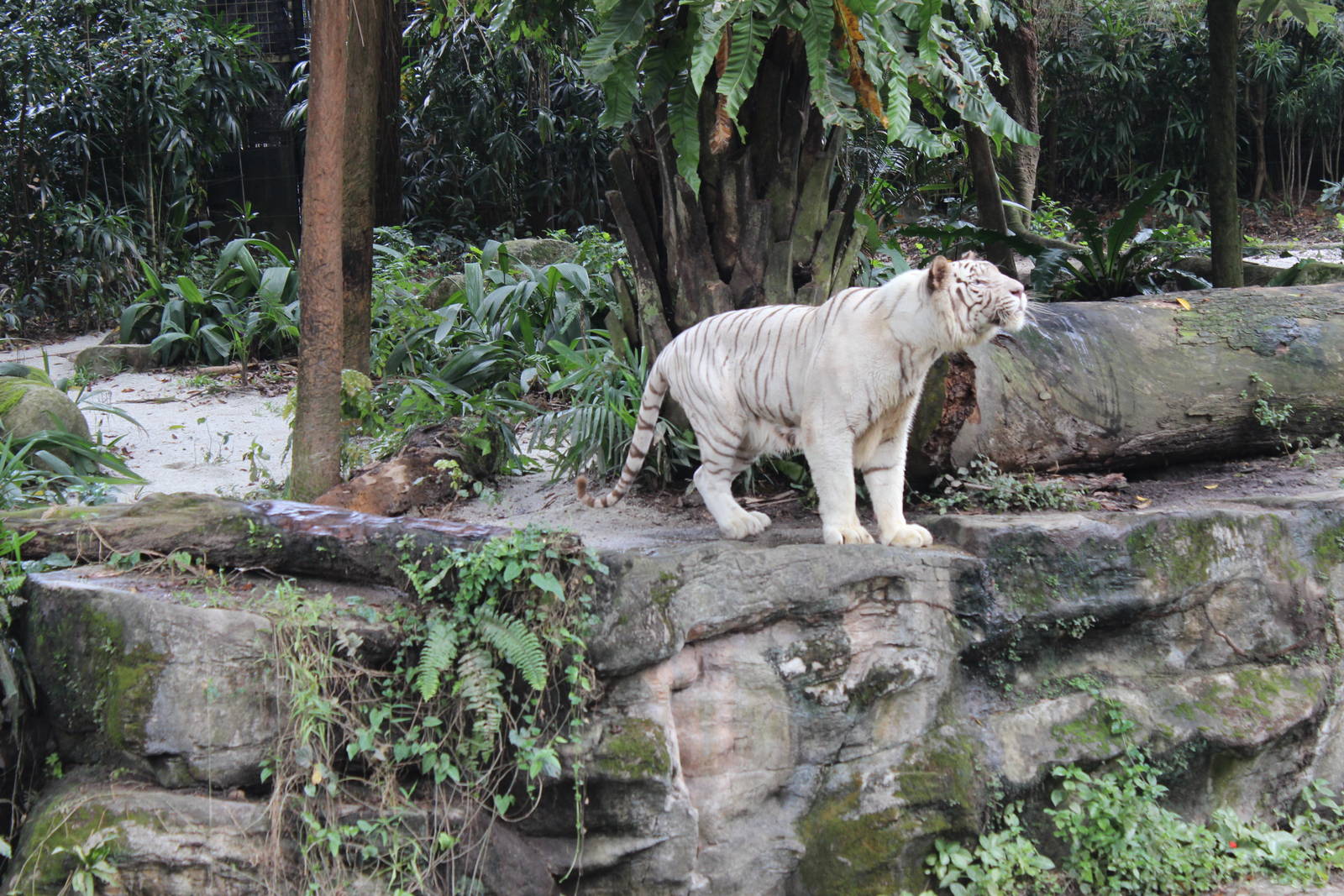 white Tiger