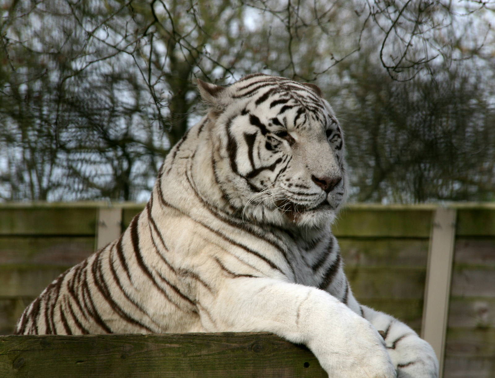 White tiger