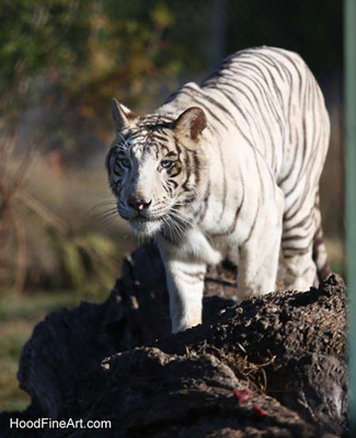 white tiger