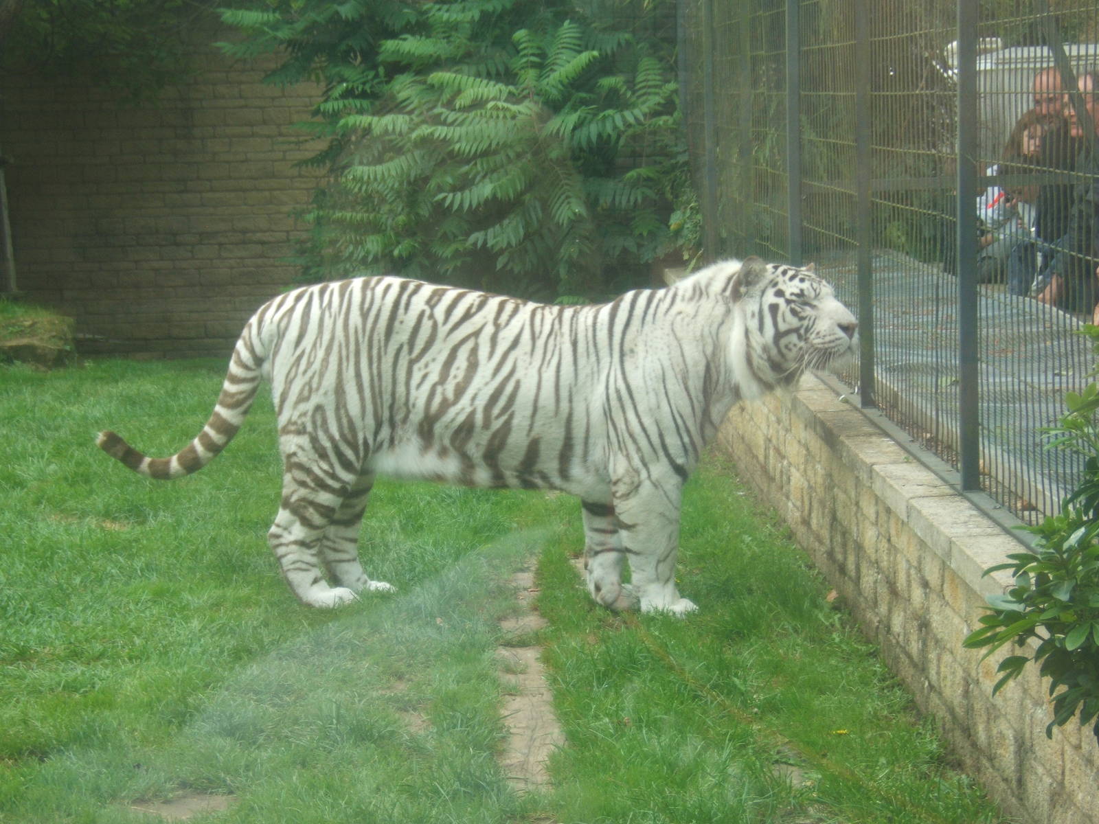 White Tiger