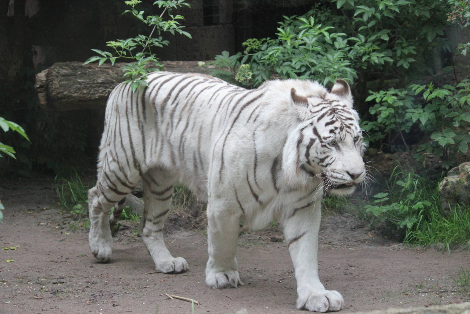 White tiger