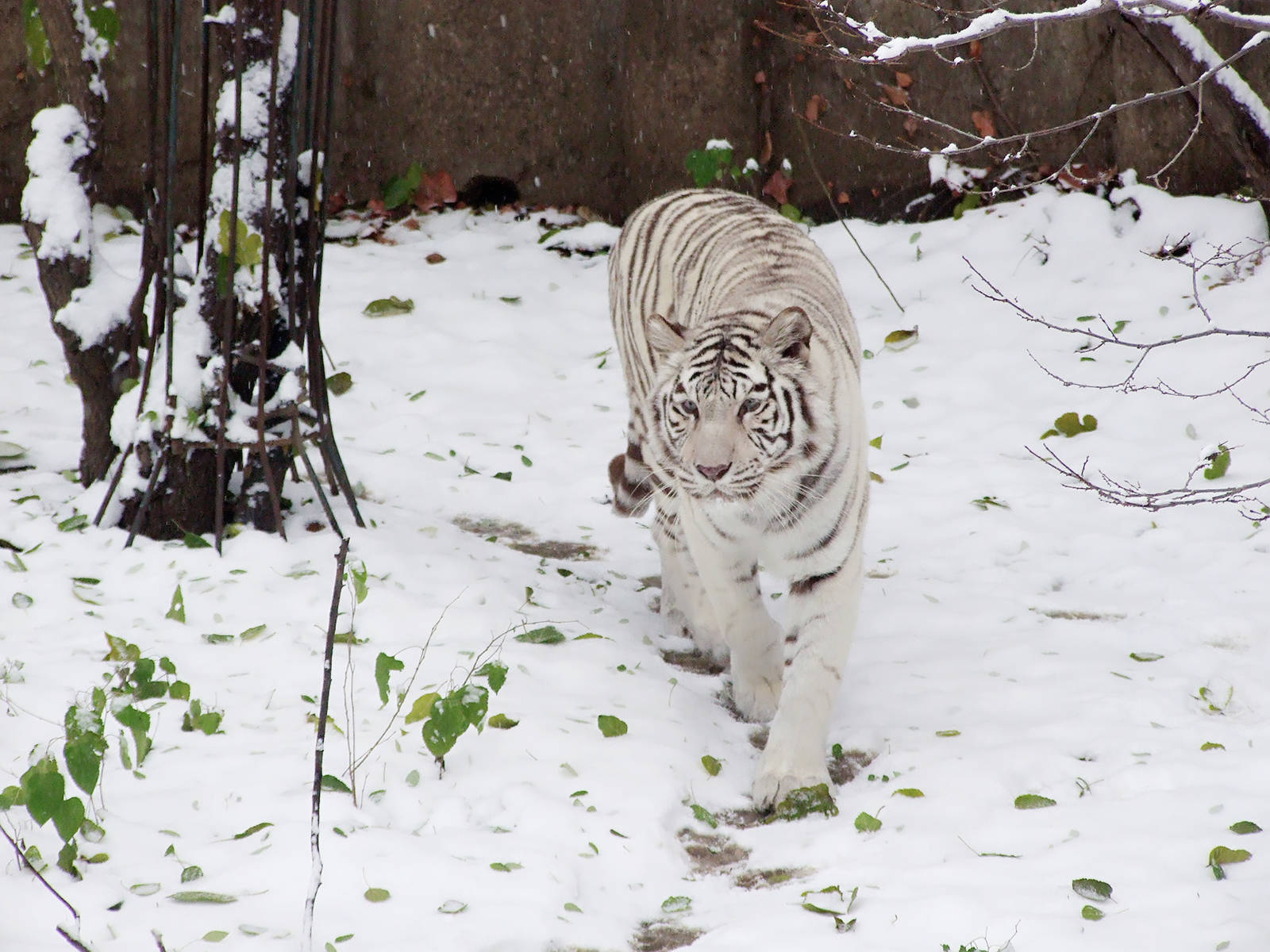 white tiger