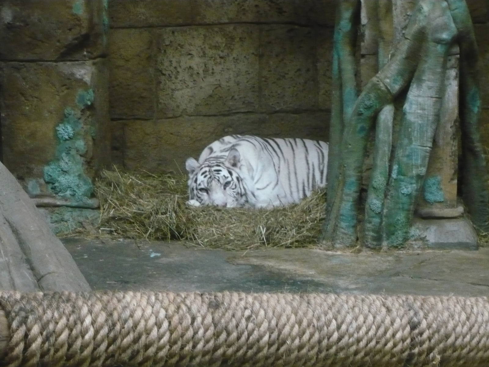 White tiger