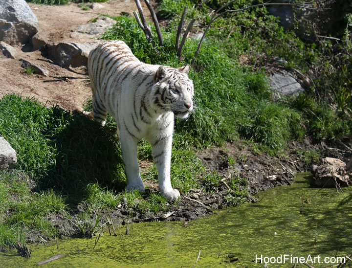 white tiger