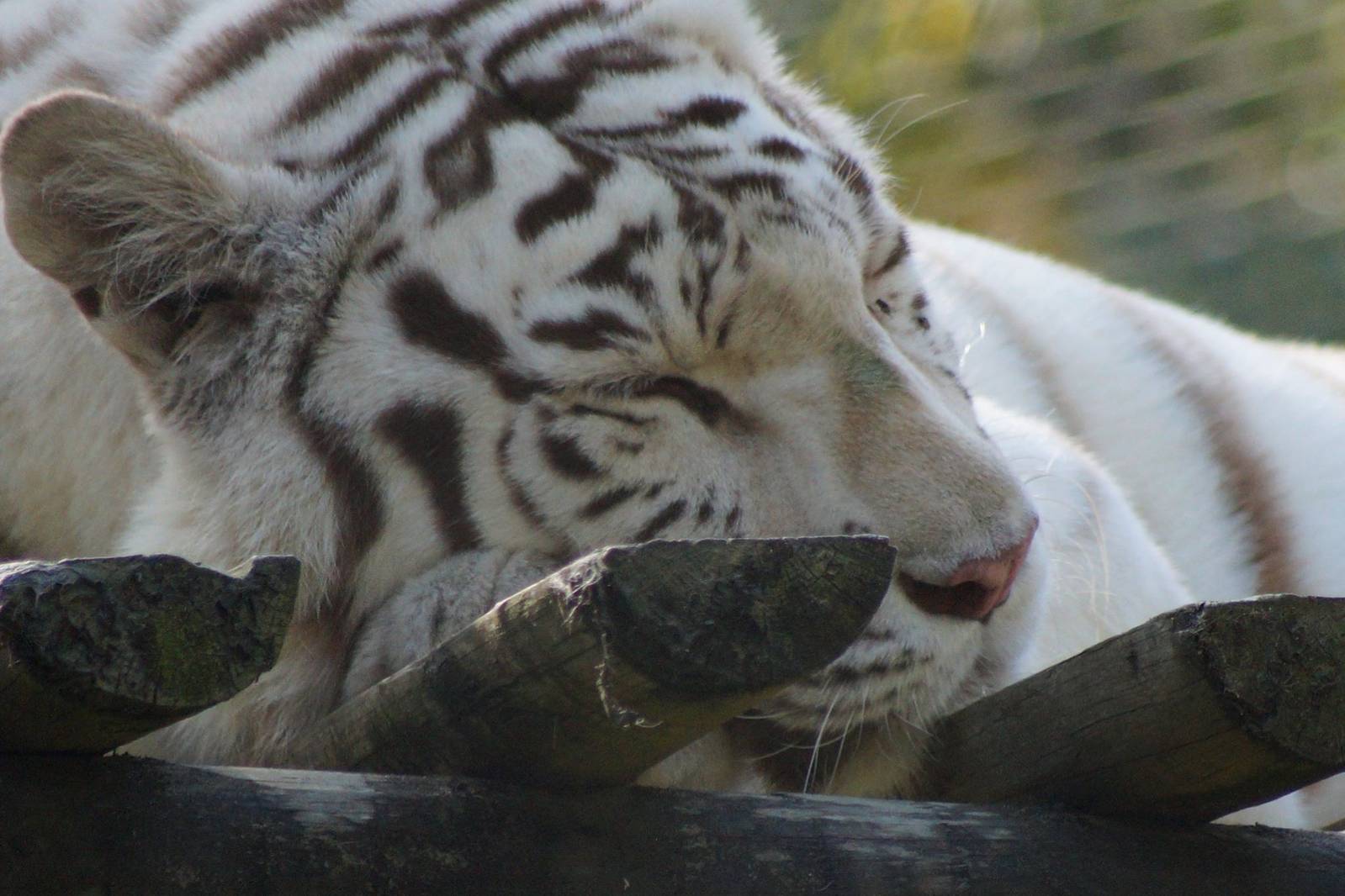 White Tiger