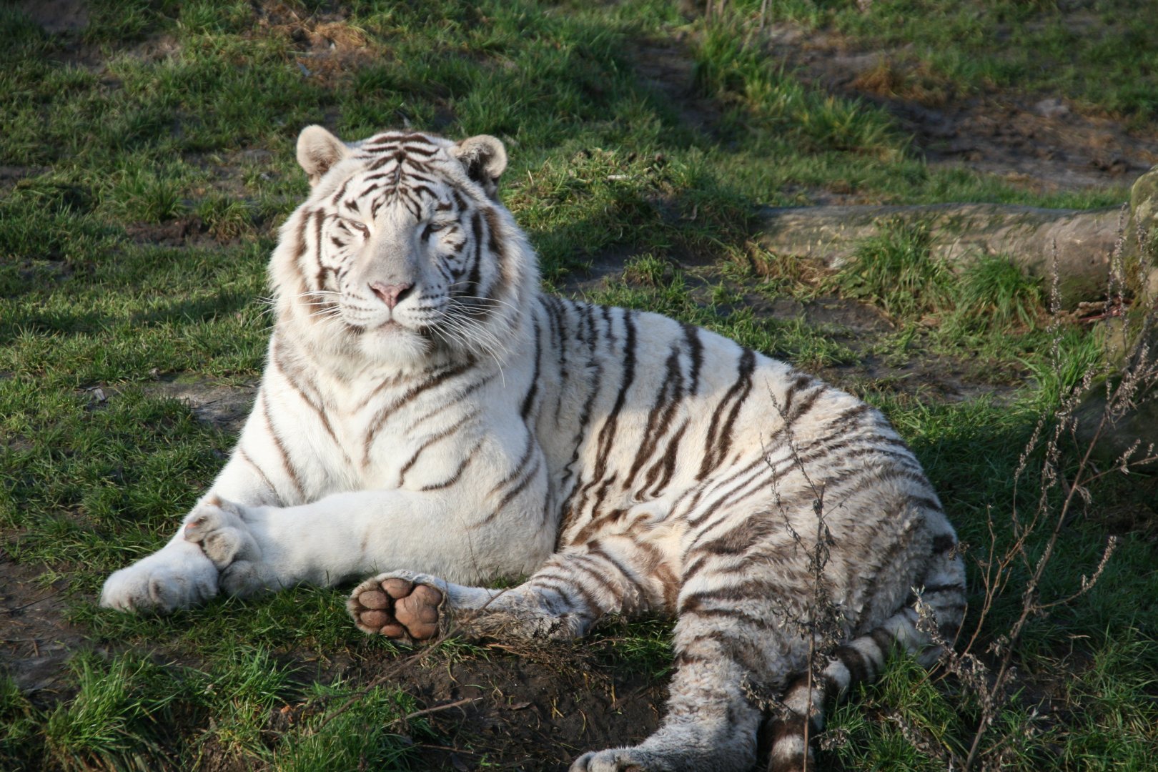 White tiger