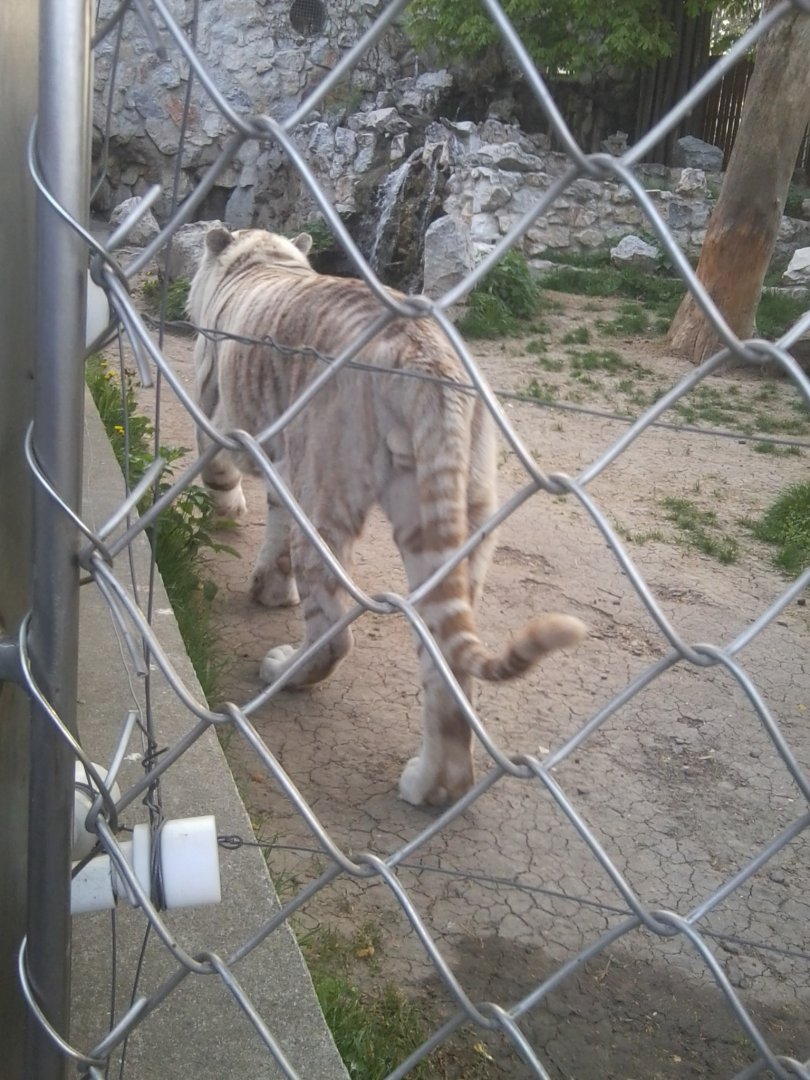 White tiger (?)