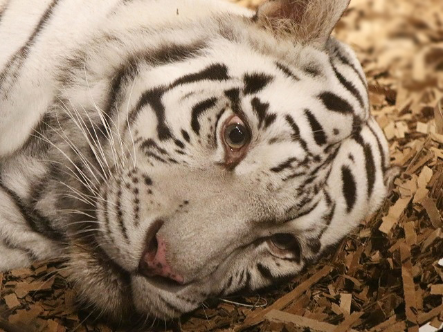 White Tiger
