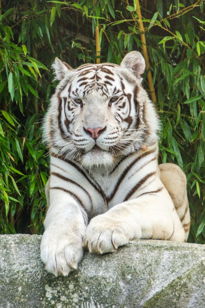White tiger