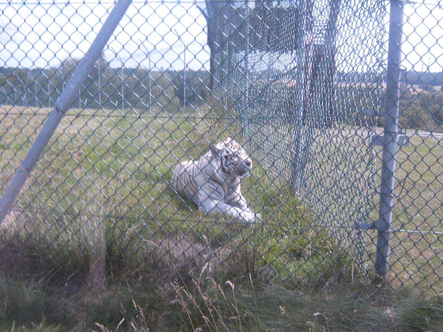 White Tiger