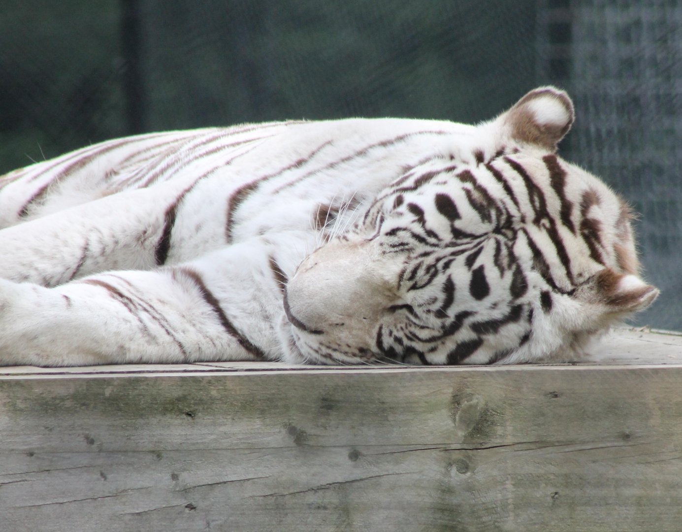 White tiger