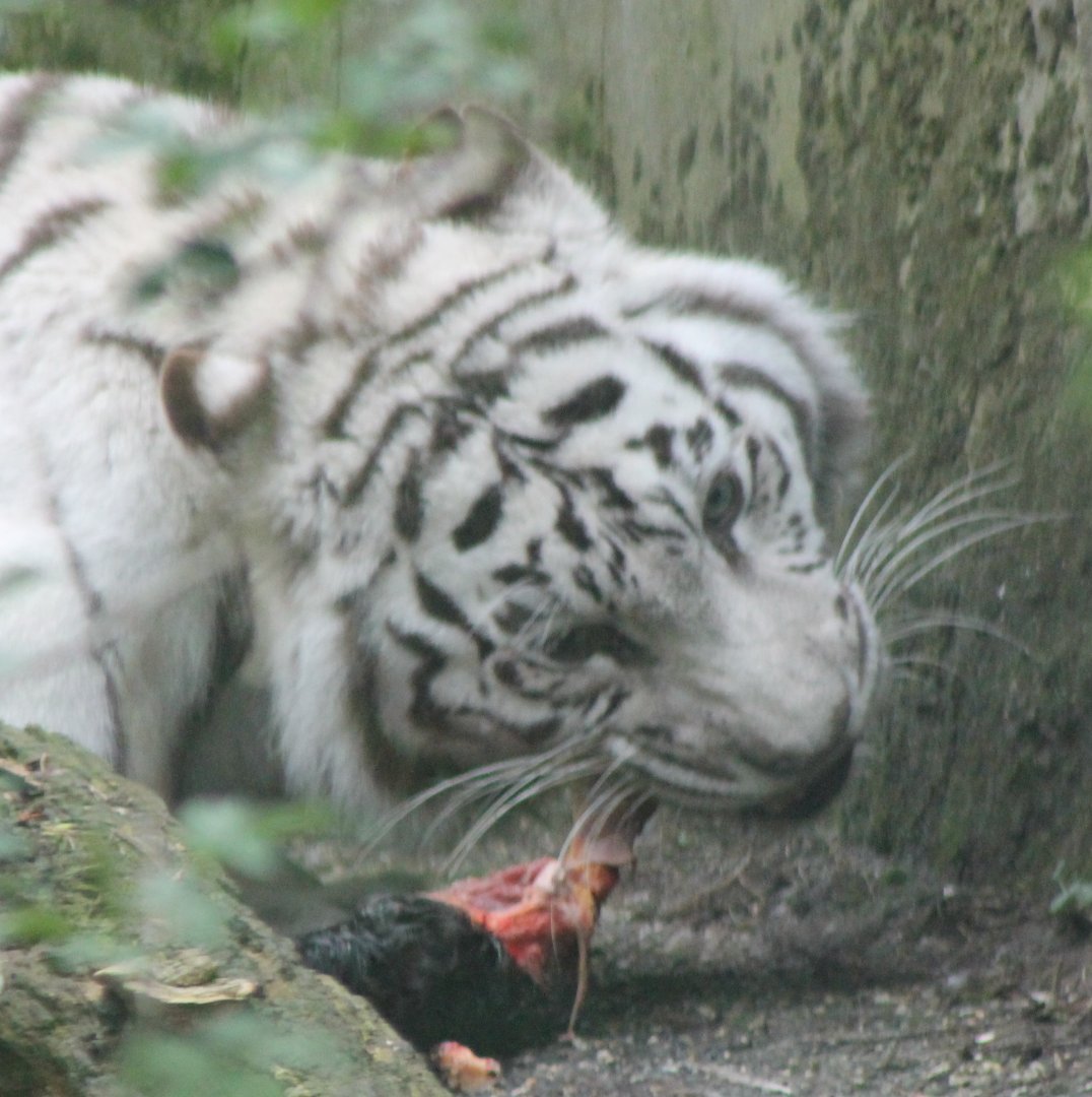 White tiger
