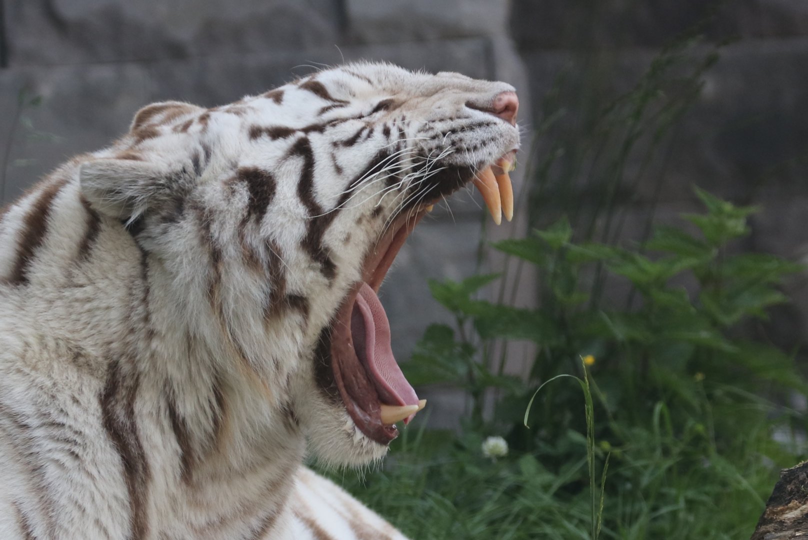 White tiger