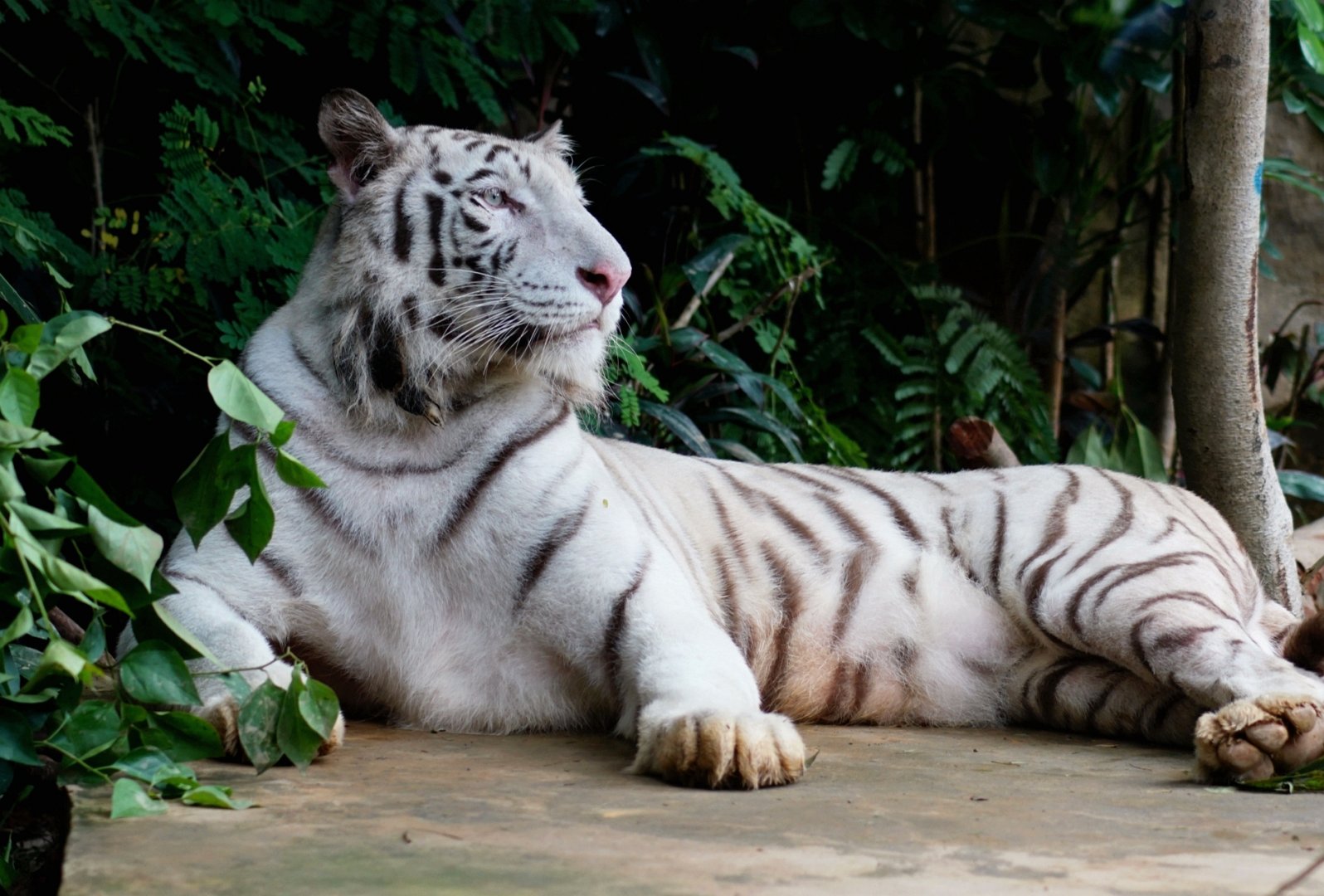 White tiger