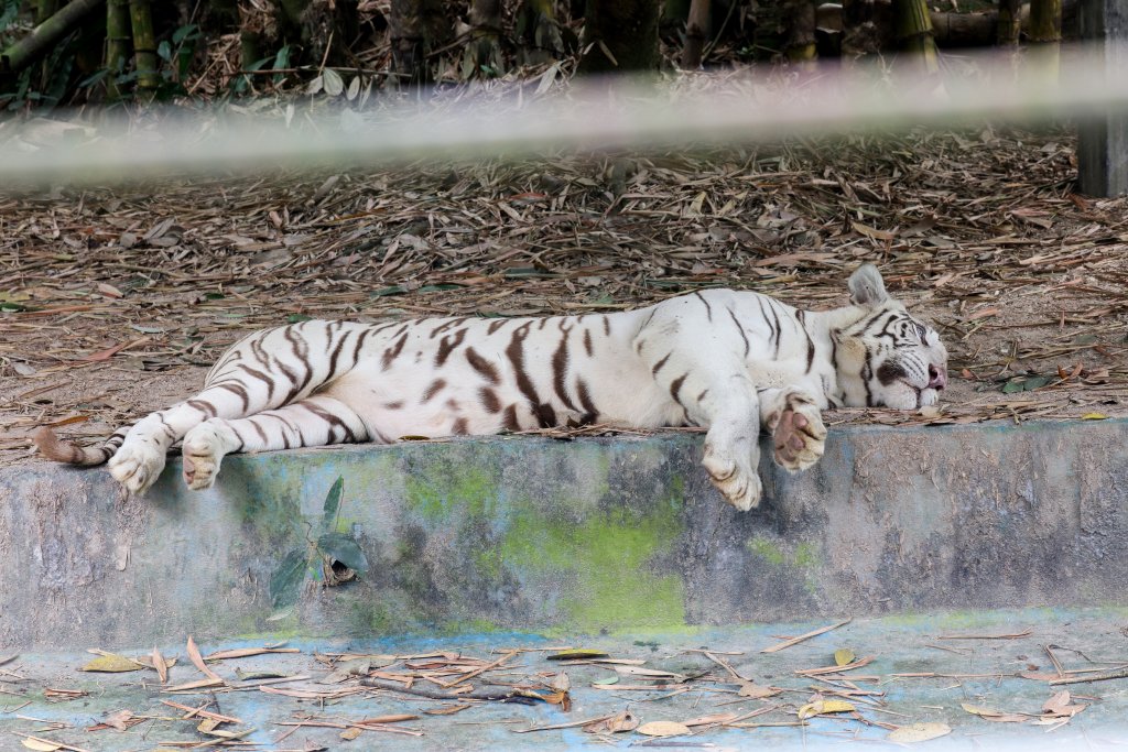 White Tiger