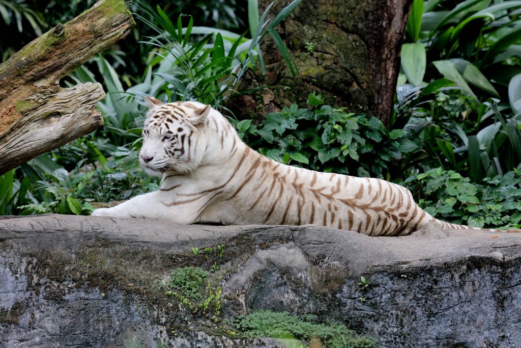 White Tiger