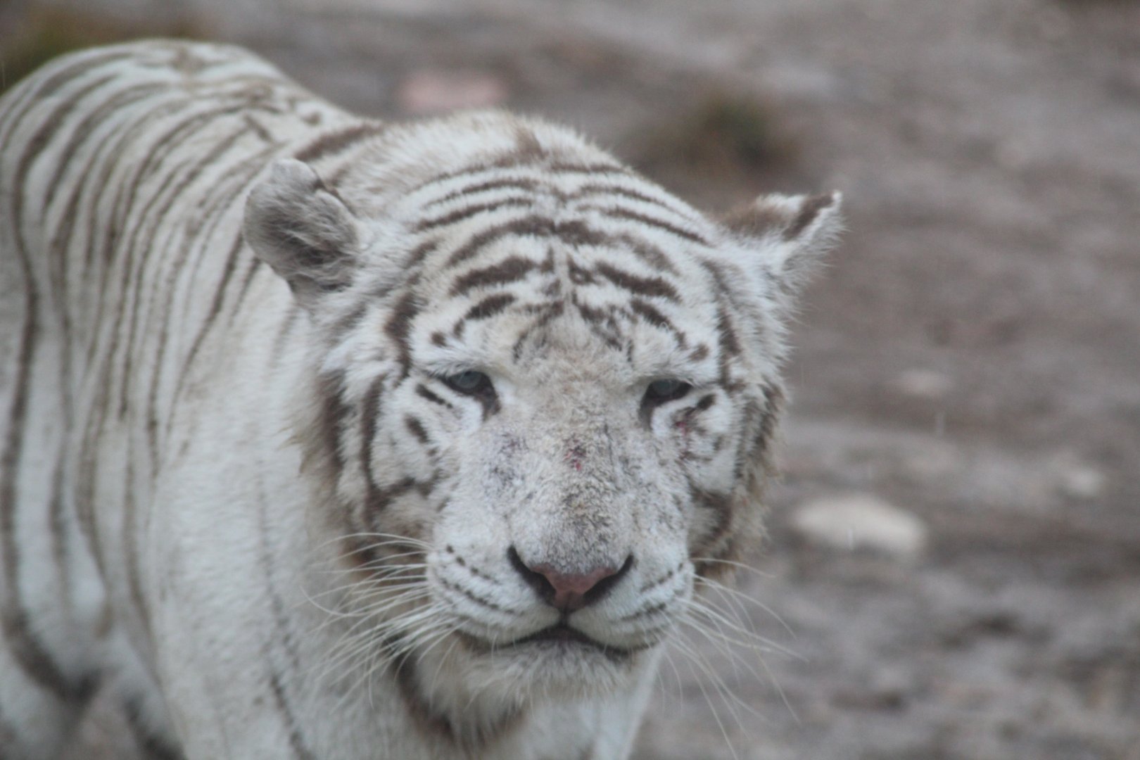 White Tiger