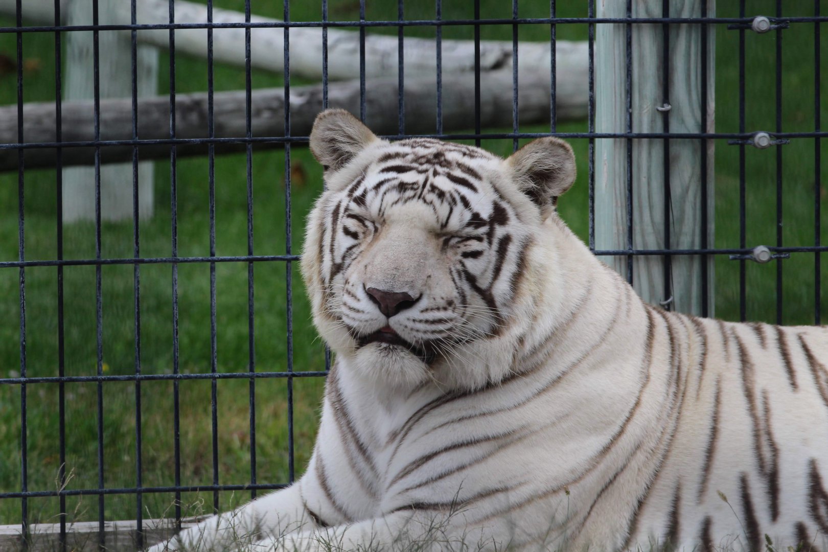 White Tiger