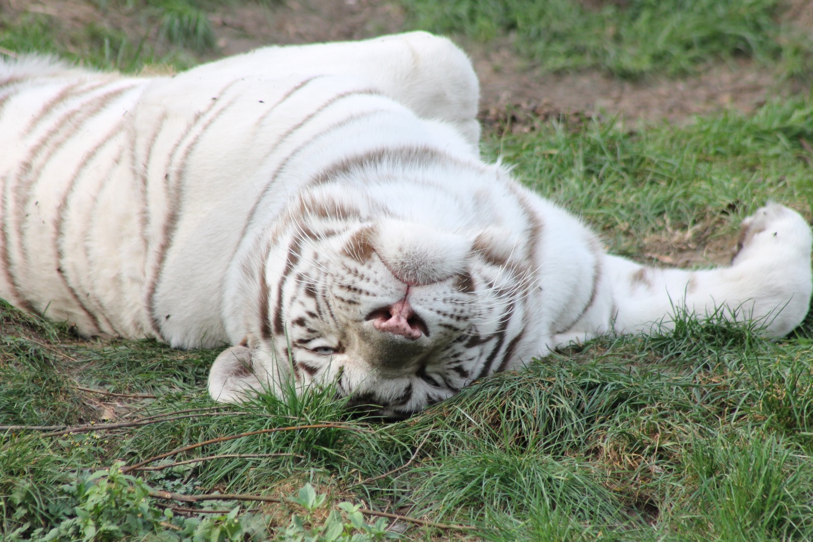 White tiger