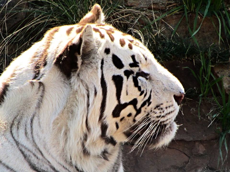 White Tiger
