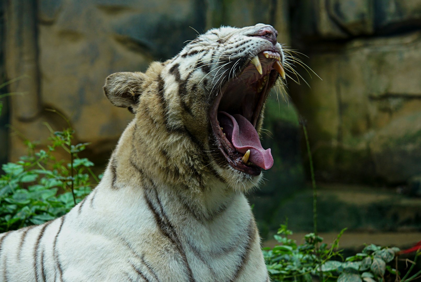 White tiger