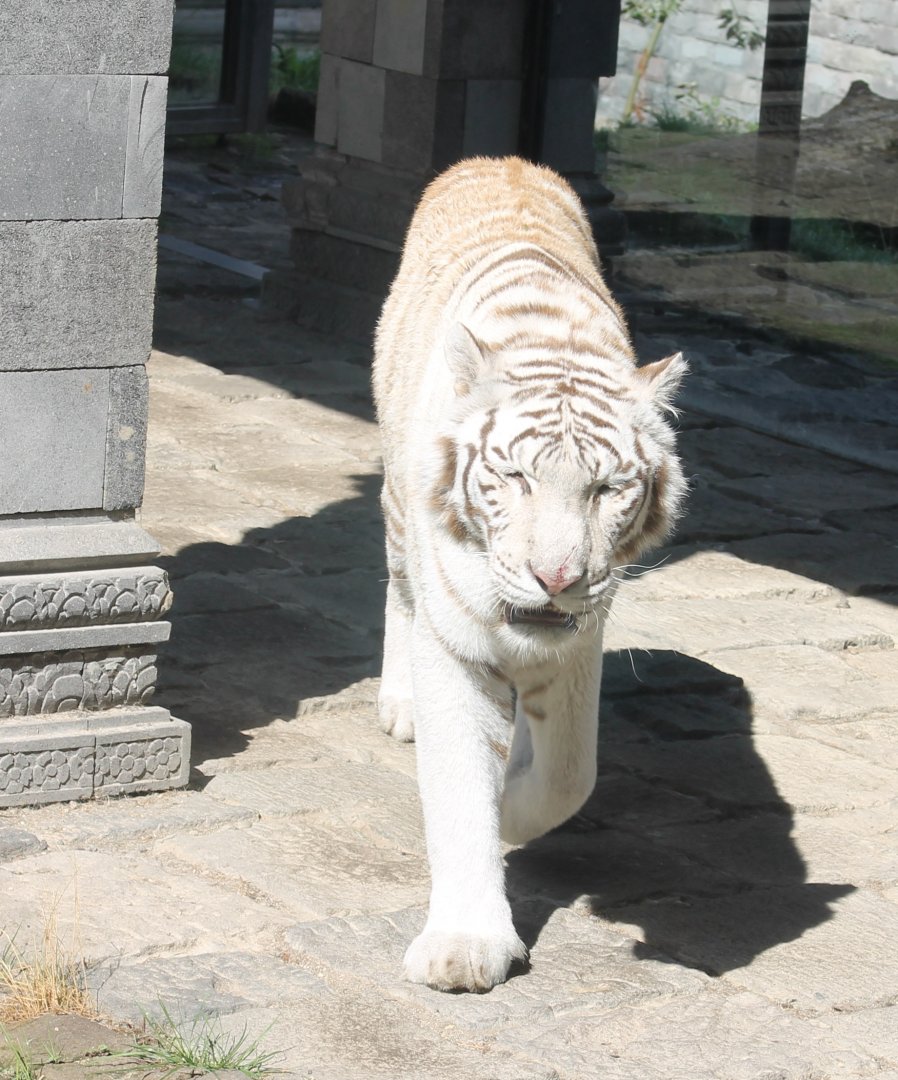 White tiger