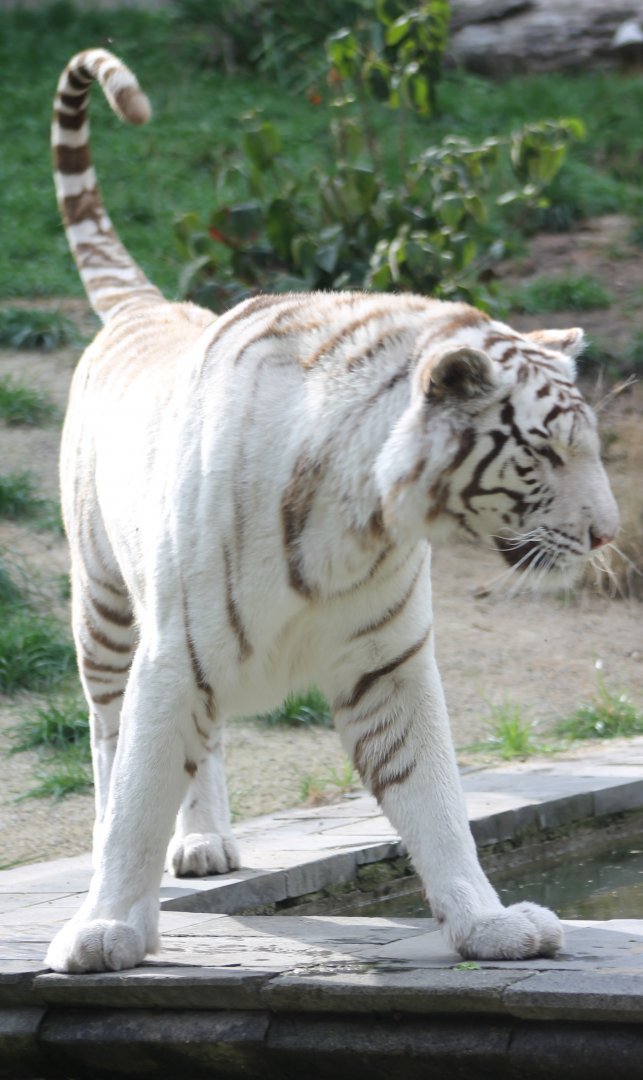 White tiger
