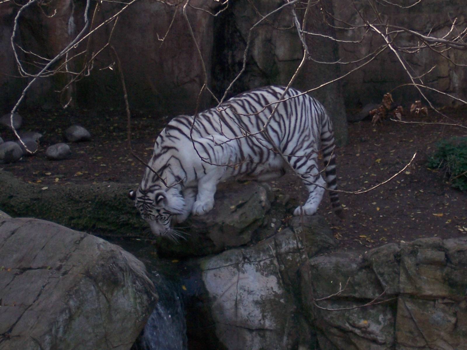 White tiger