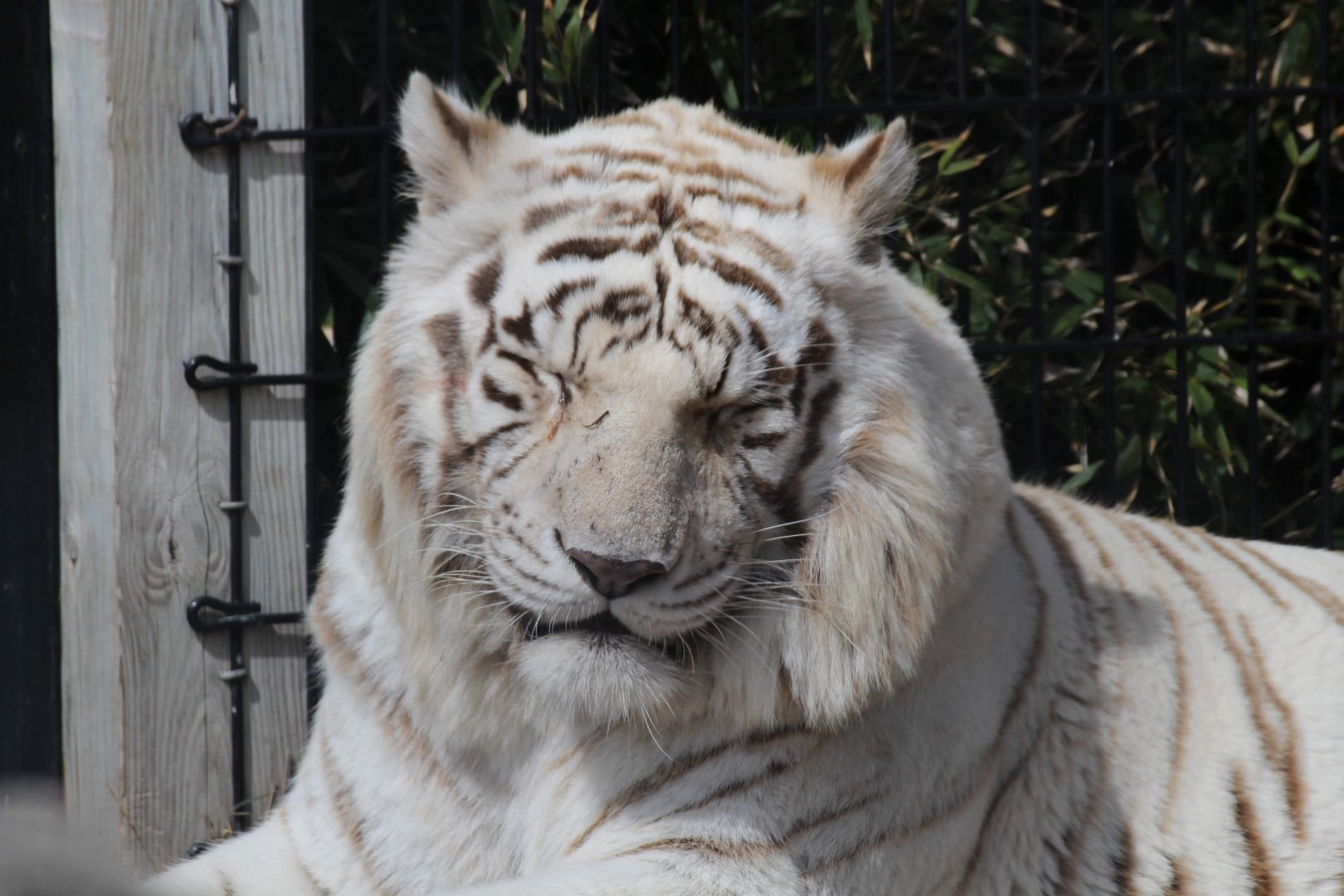 White Tiger