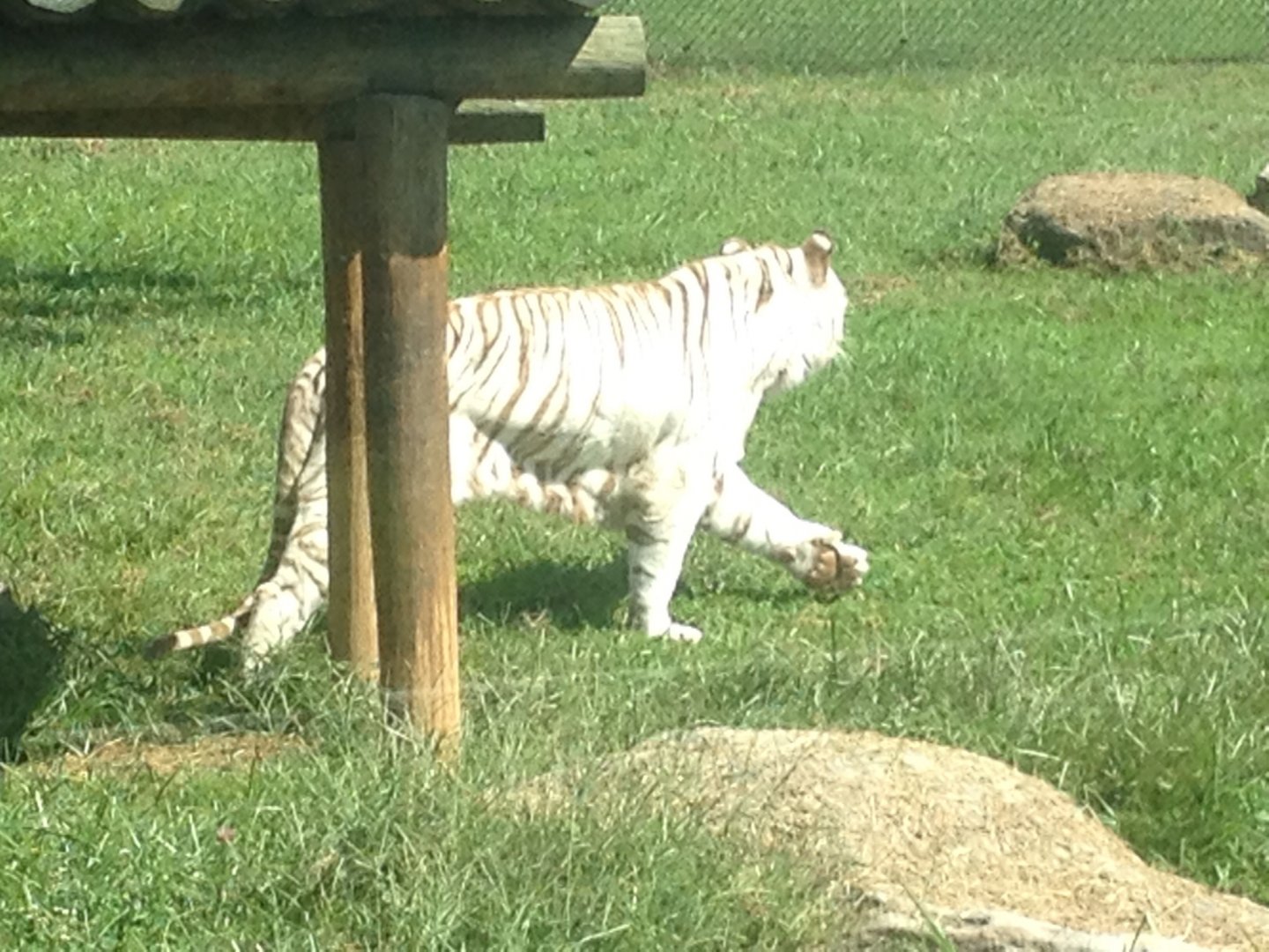White tiger