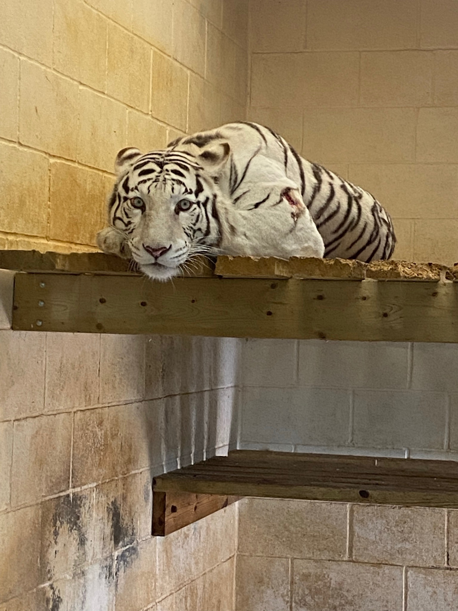 White tiger